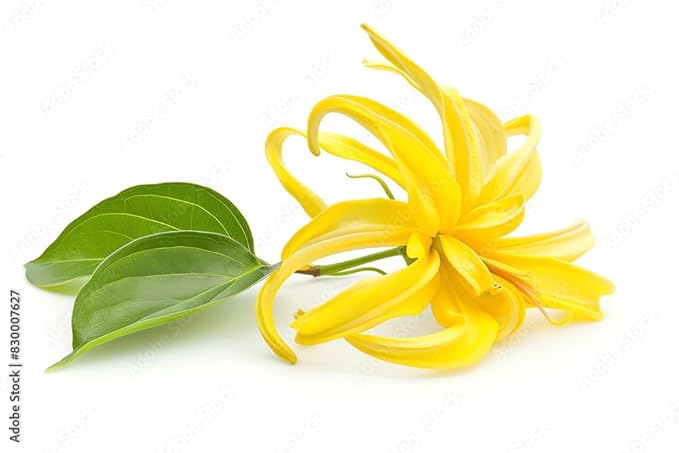 US Organic Ylang Ylang Essential Oil – 100% Pure Complete Grade, USDA Certified, Steam Distilled from Cananga Odorata – Floral Scent for Diffuser, Perfumery, Skincare – 10ml