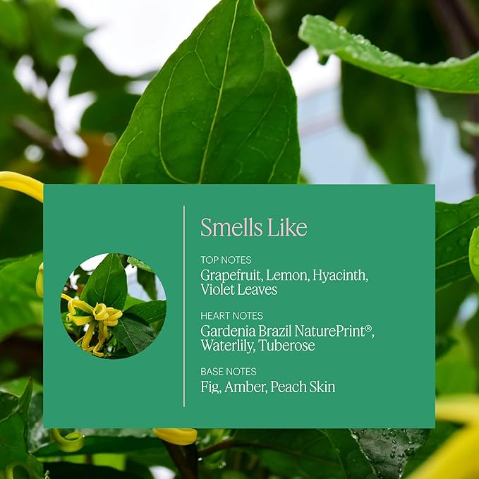 Aera Vibrance - Essential Oil for Home - Lively and Refreshing Fragrance - Notes of Tropical Florals, Grapefruit and Amber - Scent Refill - Works with The Aera Diffuser