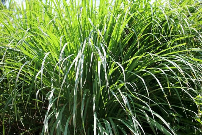 US Organic Citronella Essential Oil, USDA Certified, 100% Pure, 30 ml, Improved caps and droppers – Used for Skin Care, DIY Projects Like Candle Making and Much More