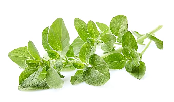 US Organic 100% Pure Oregano Essential Oil - USDA Certified Organic, Steam Distilled (15 ml)