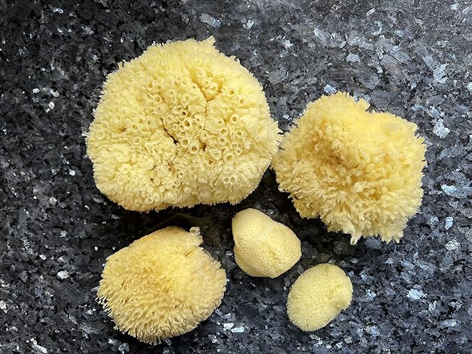 Real Natural Sea Sponges Multipack - 5pc Spa Gift Set in Premium Bag, Kind on Skin, for Bath Shower Facial Cleansing, Pamper Moms Brides Girlfriends & Teens by Constantia Beauty®